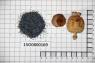 Click for 3 image(s) for this accession. Image